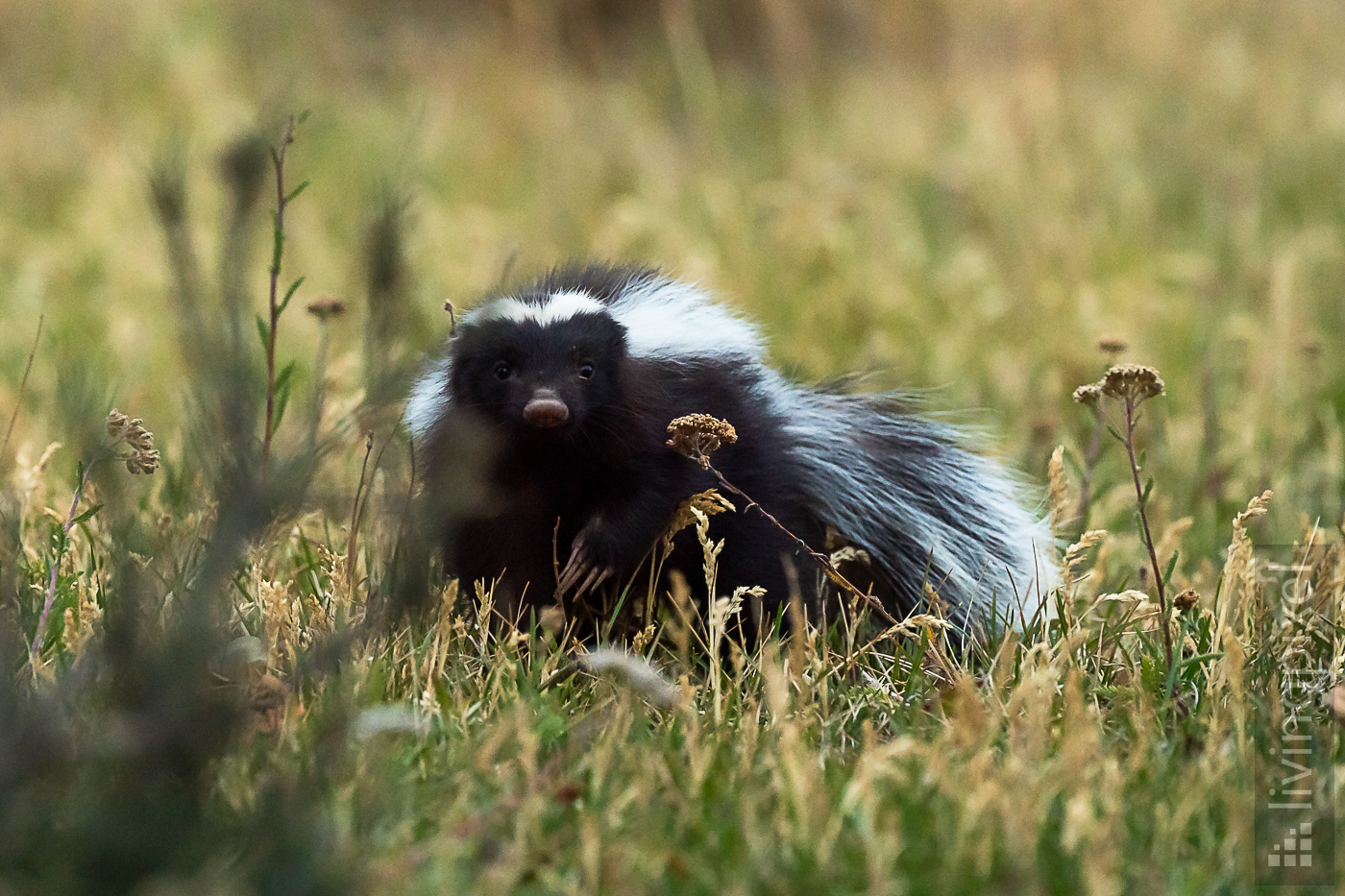 Patagonischer Skunk (Humboldt's hog-nosed skunk)