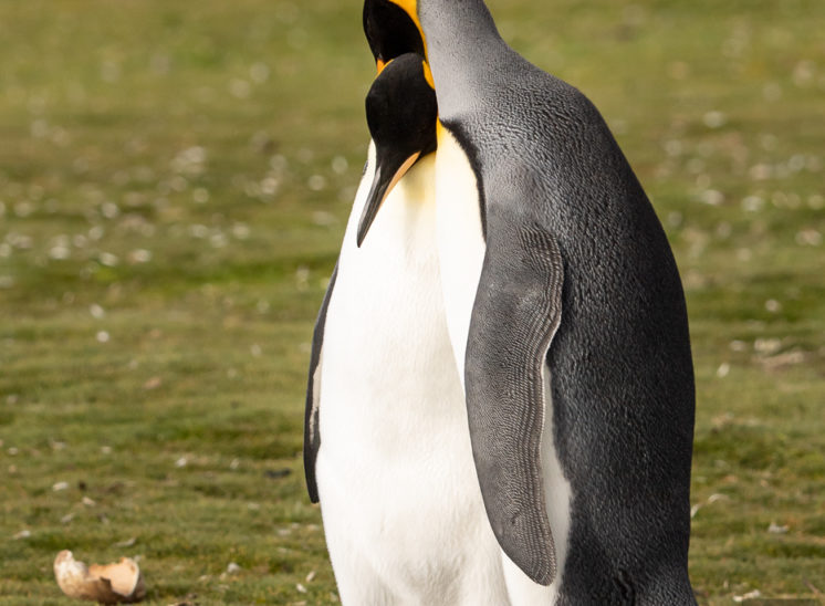Königspinguin (King penguin)