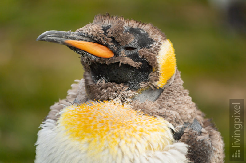 Königspinguin (King penguin)