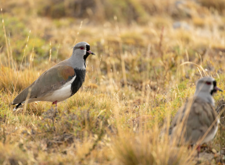 Bronzekiebitz (Southern lapwing)