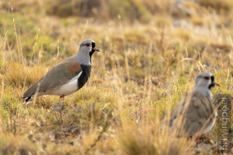 Bronzekiebitz (Southern lapwing)