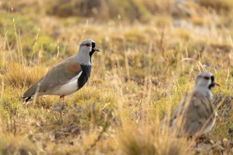 Bronzekiebitz (Southern lapwing)
