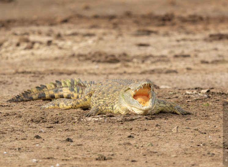 Krokodil (Crocodile)