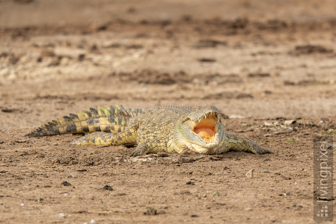 Krokodil (Crocodile)