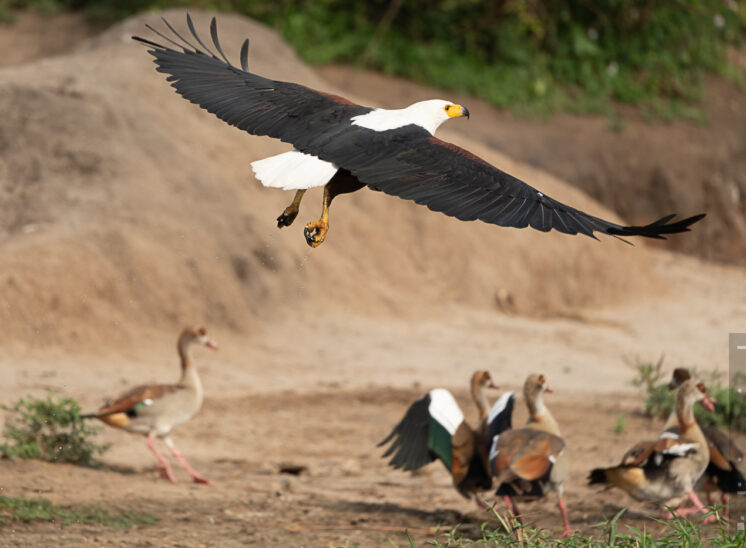 Schreiseeadler (African Fish Eagle)