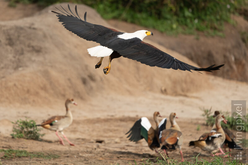 Schreiseeadler (African Fish Eagle)