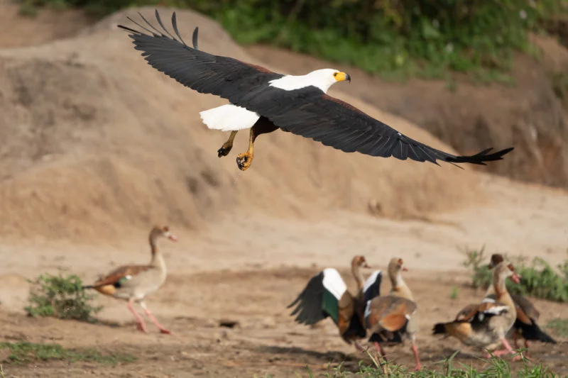 Schreiseeadler (African Fish Eagle)