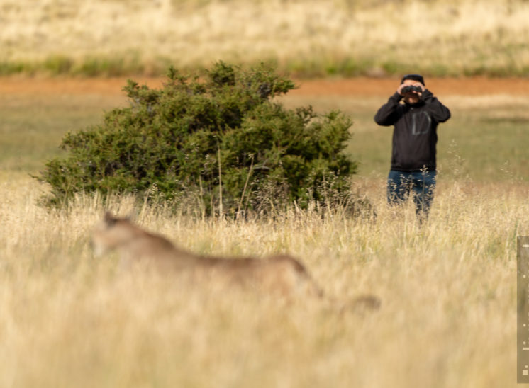 Puma-Tracking