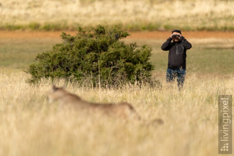 Puma-Tracking