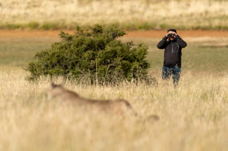 Puma-Tracking