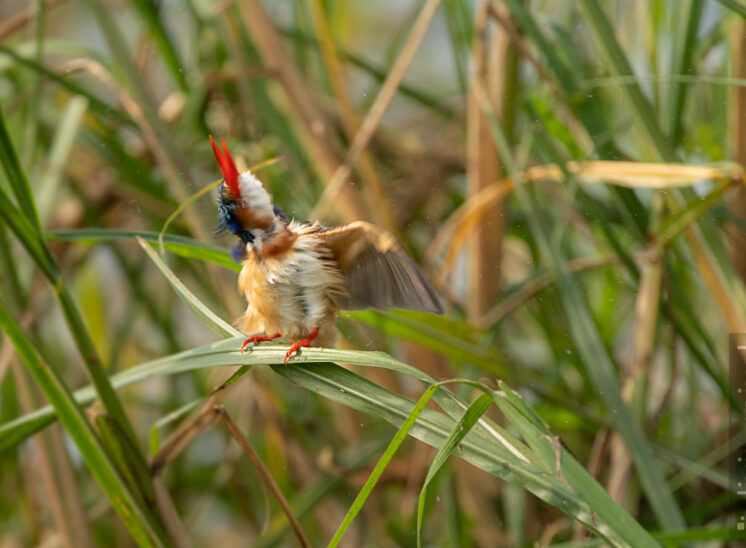 Malachiteisvogel (Malachite kingfisher)