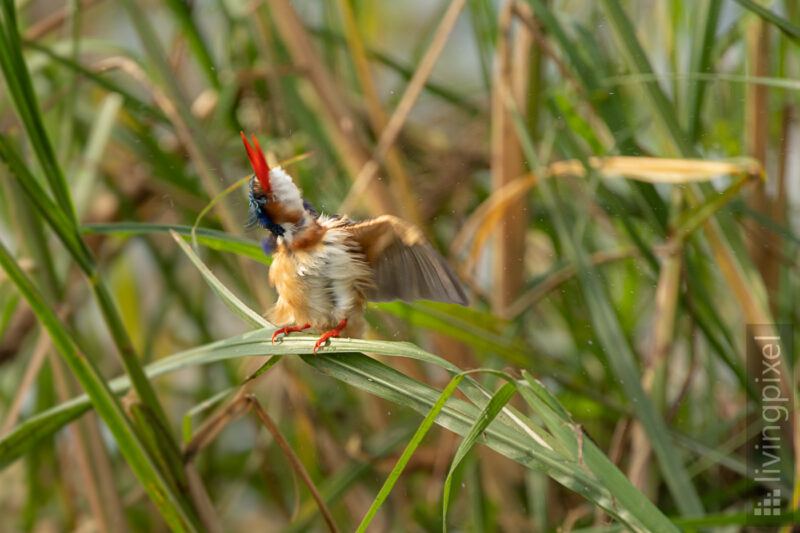 Malachiteisvogel (Malachite kingfisher)