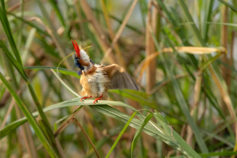 Malachiteisvogel (Malachite kingfisher)