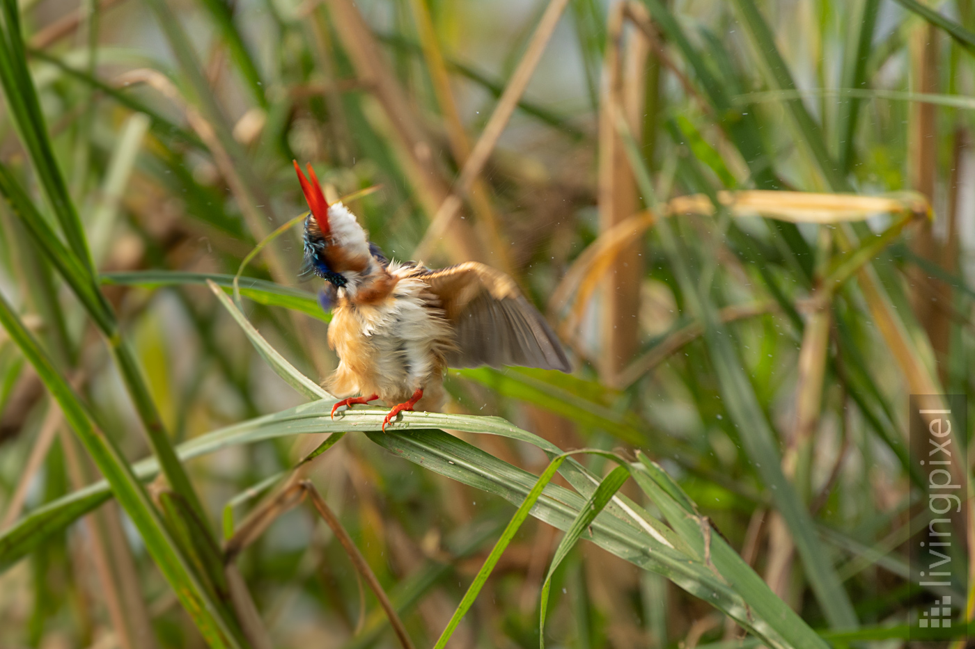 Malachiteisvogel (Malachite kingfisher)