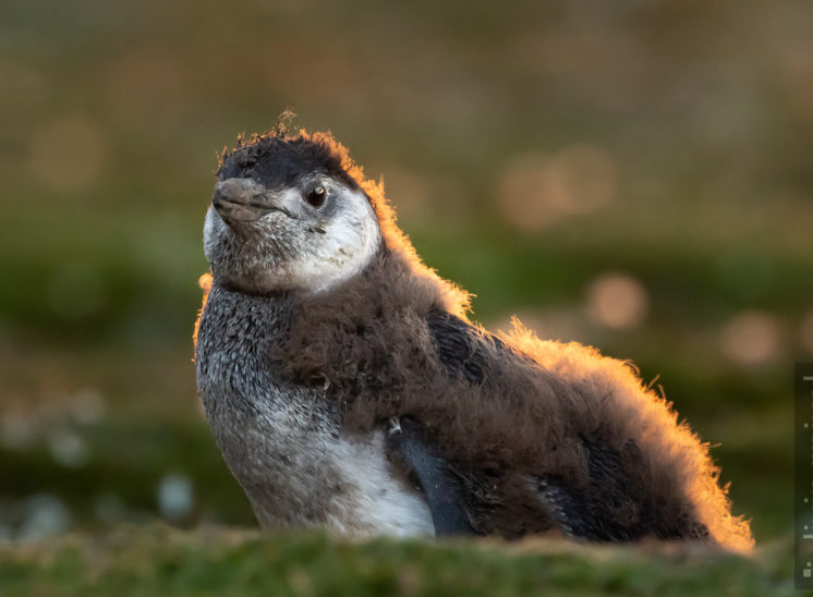 Magellan-Pinguin (Magellanic penguin)