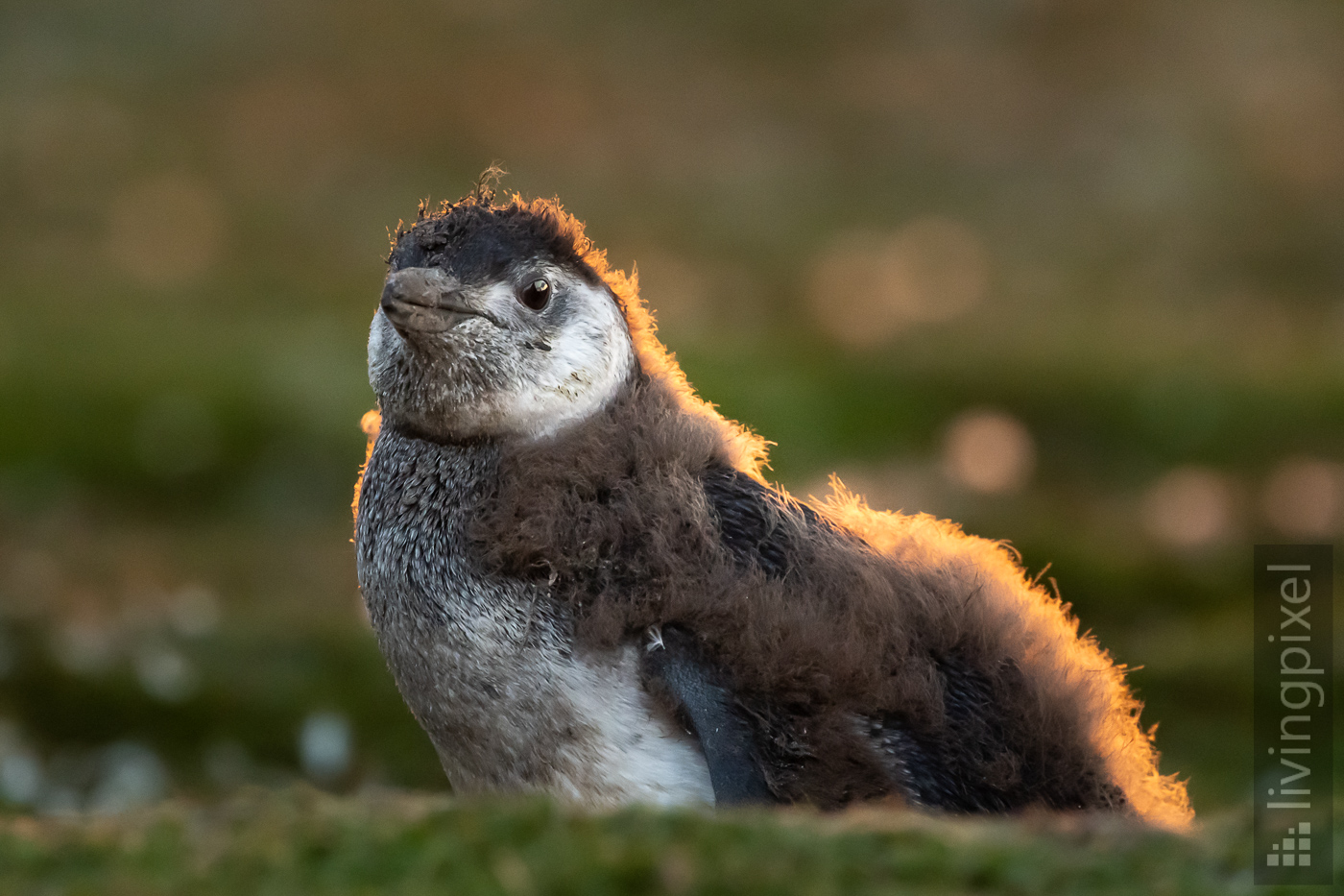 Magellan-Pinguin (Magellanic penguin)