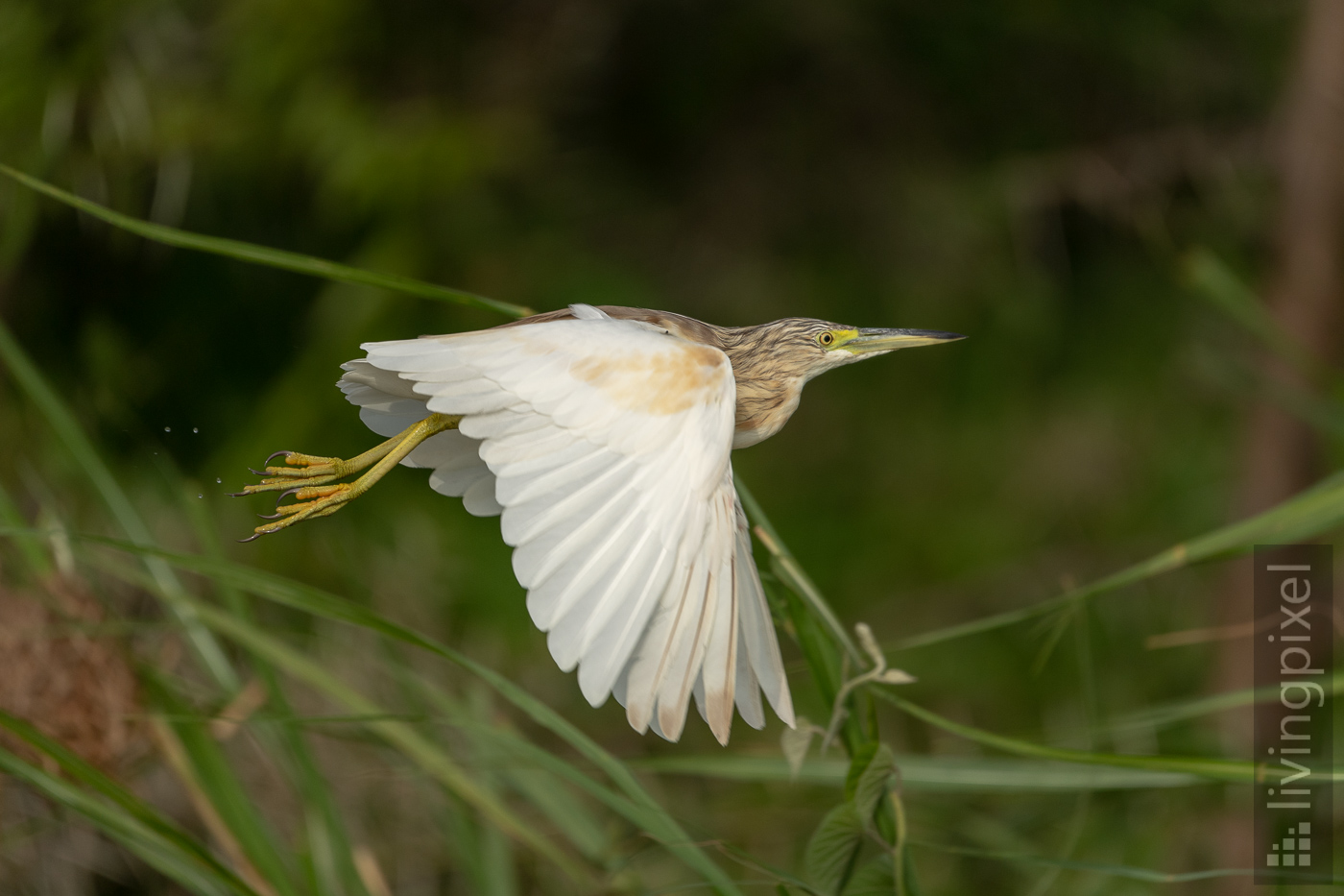 Rallenreiher (Squacco heron)