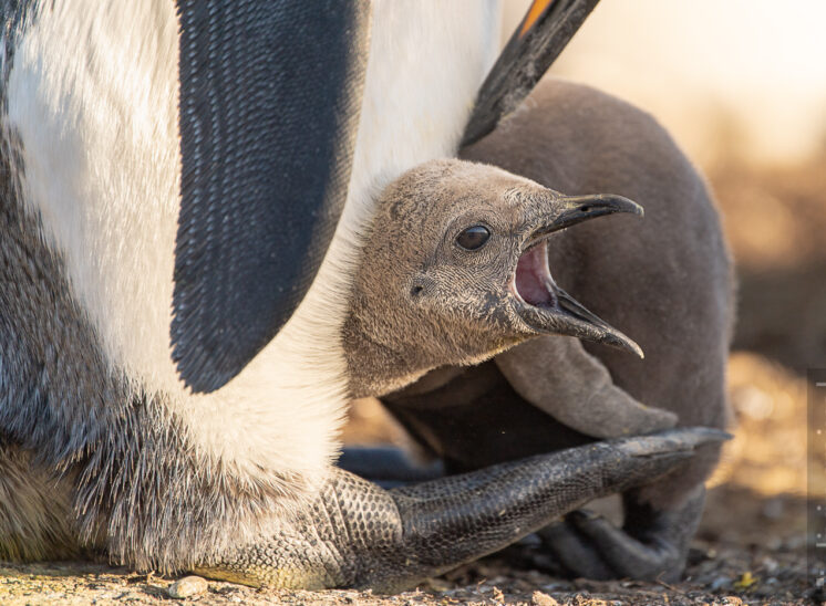 Königspinguin (King penguin)