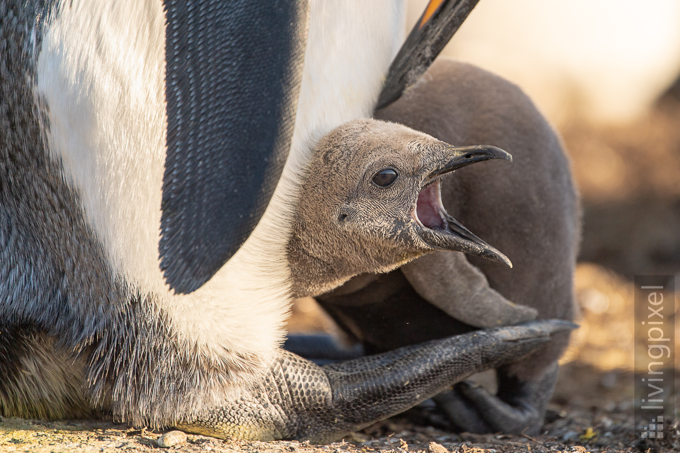 Königspinguin (King penguin)