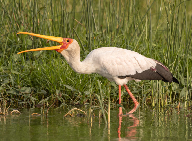 Nimmersatt (Yellow-billed stork)