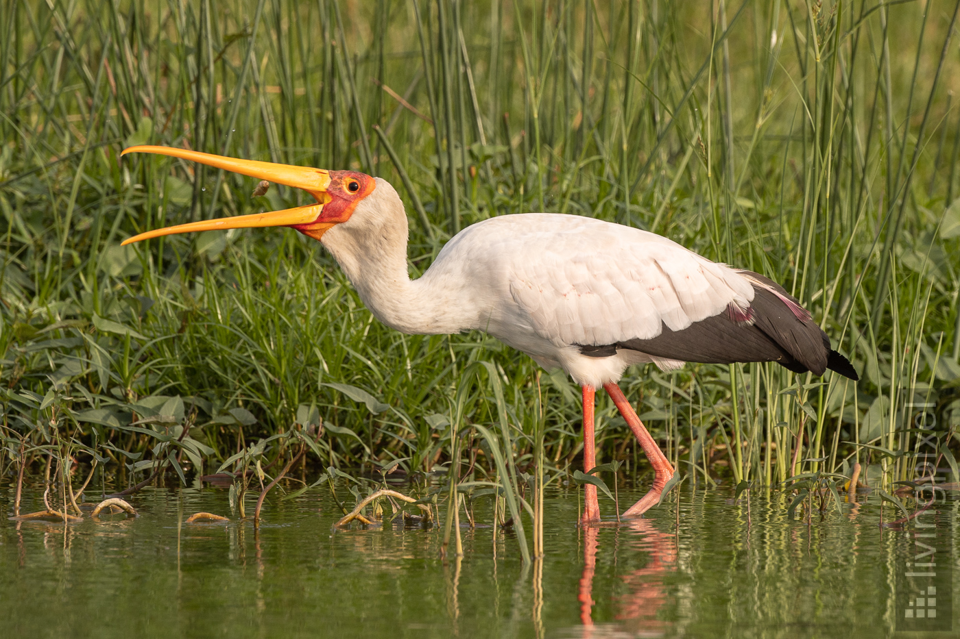 Nimmersatt (Yellow-billed stork)