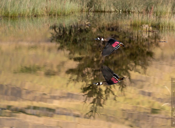 Kupferspiegelente (Bronze-winged duck)