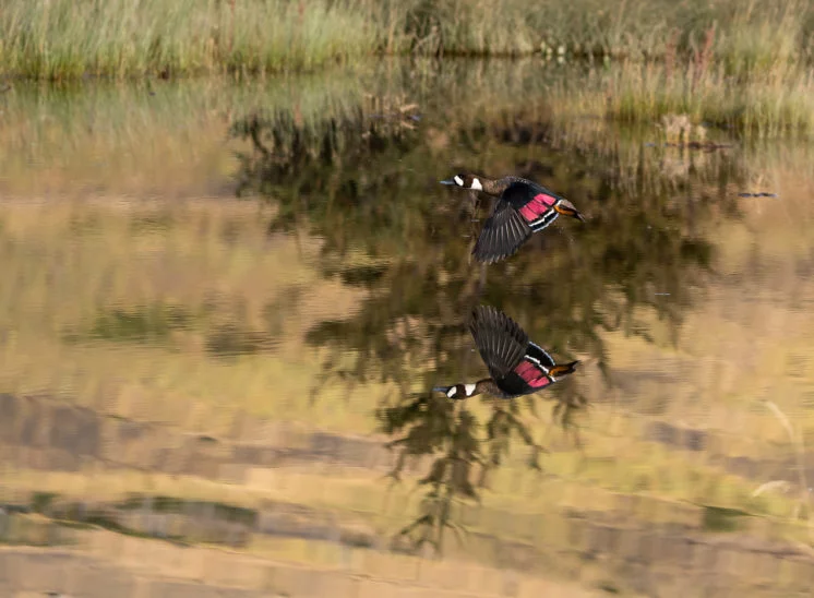 Kupferspiegelente (Bronze-winged duck)