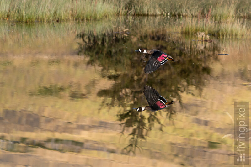 Kupferspiegelente (Bronze-winged duck)