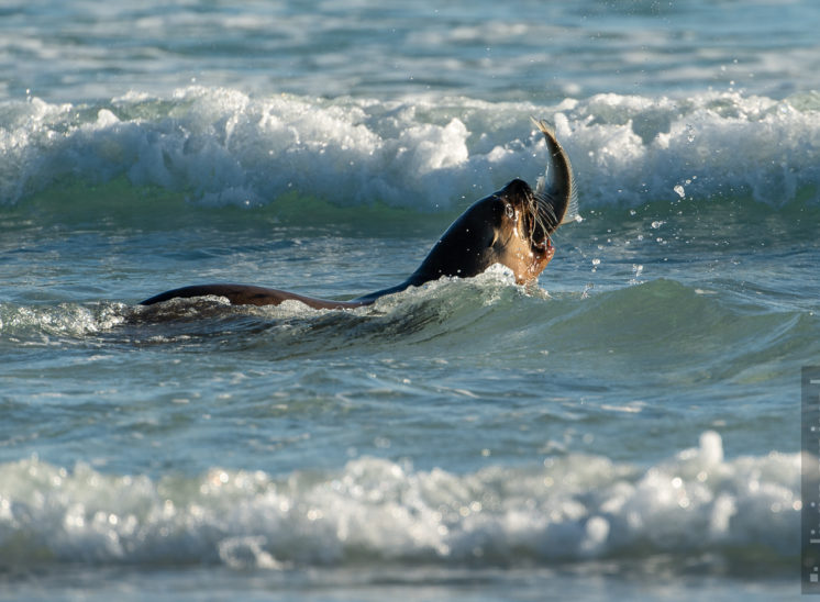 Südamerikanischer Seelöwe (South American sea lion)