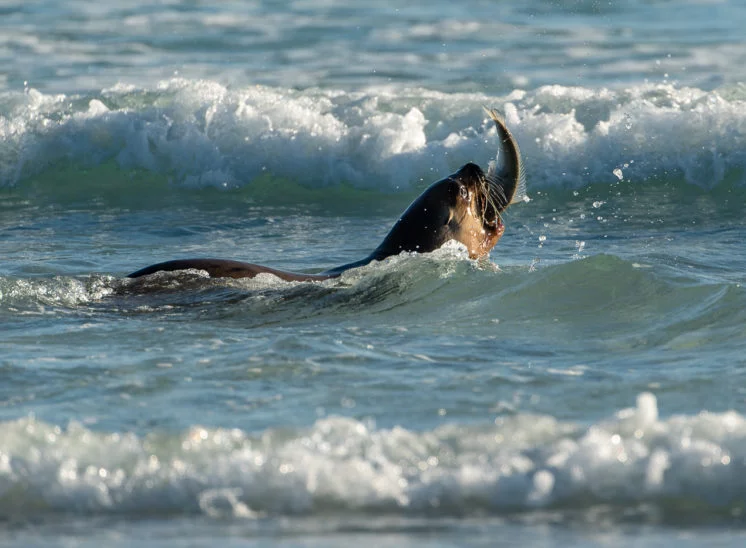 Südamerikanischer Seelöwe (South American sea lion)