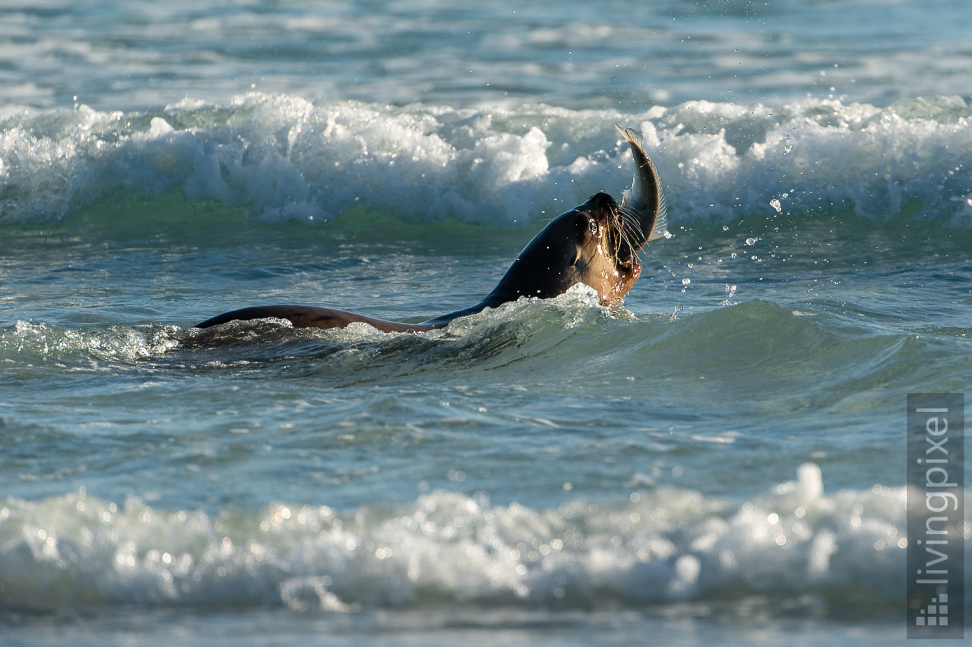 Südamerikanischer Seelöwe (South American sea lion)