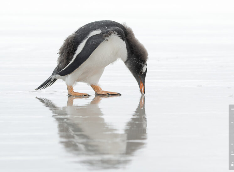 Eselspinguin (Gentoo penguin)