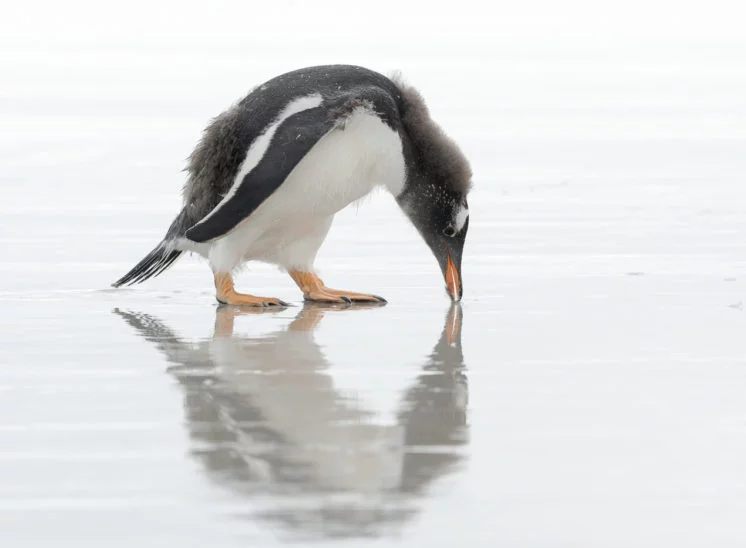 Eselspinguin (Gentoo penguin)