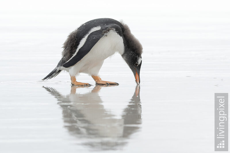 Eselspinguin (Gentoo penguin)