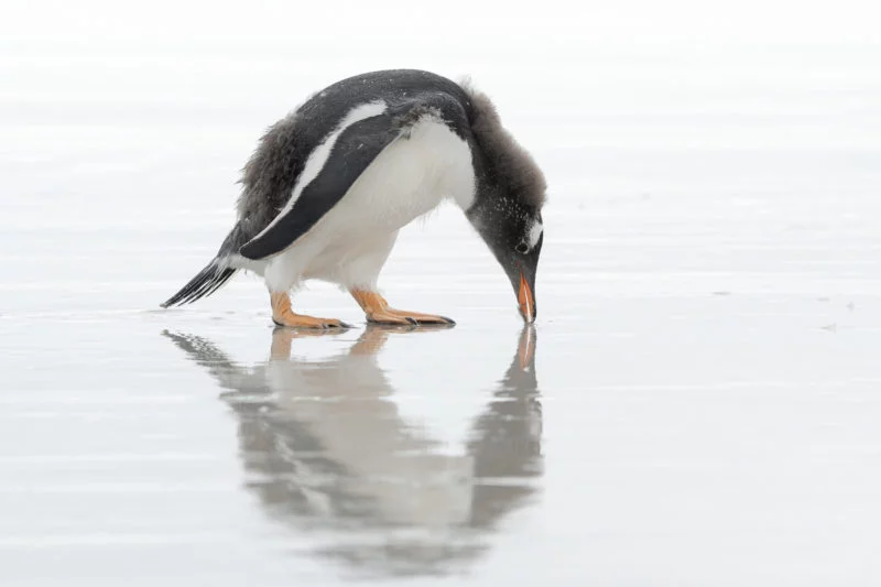 Eselspinguin (Gentoo penguin)
