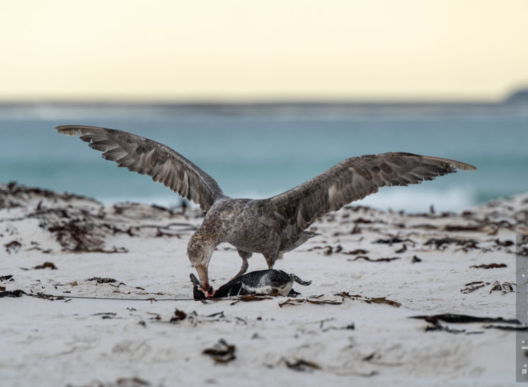 Riesensturmvogel (Southern giant petrel)