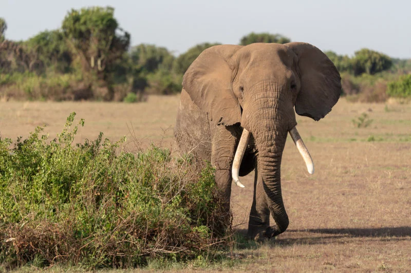 Elefant (Elephant)