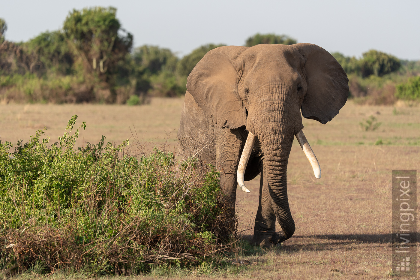 Elefant (Elephant)