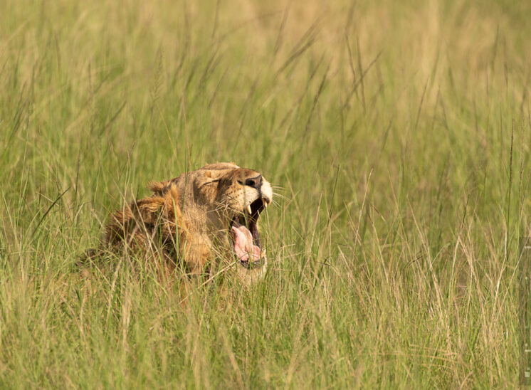 Löwe (Lion)