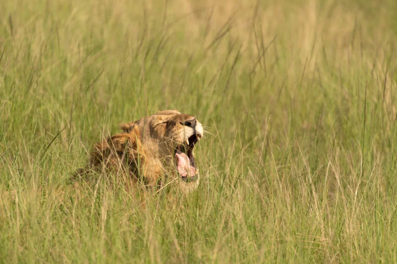 Löwe (Lion)