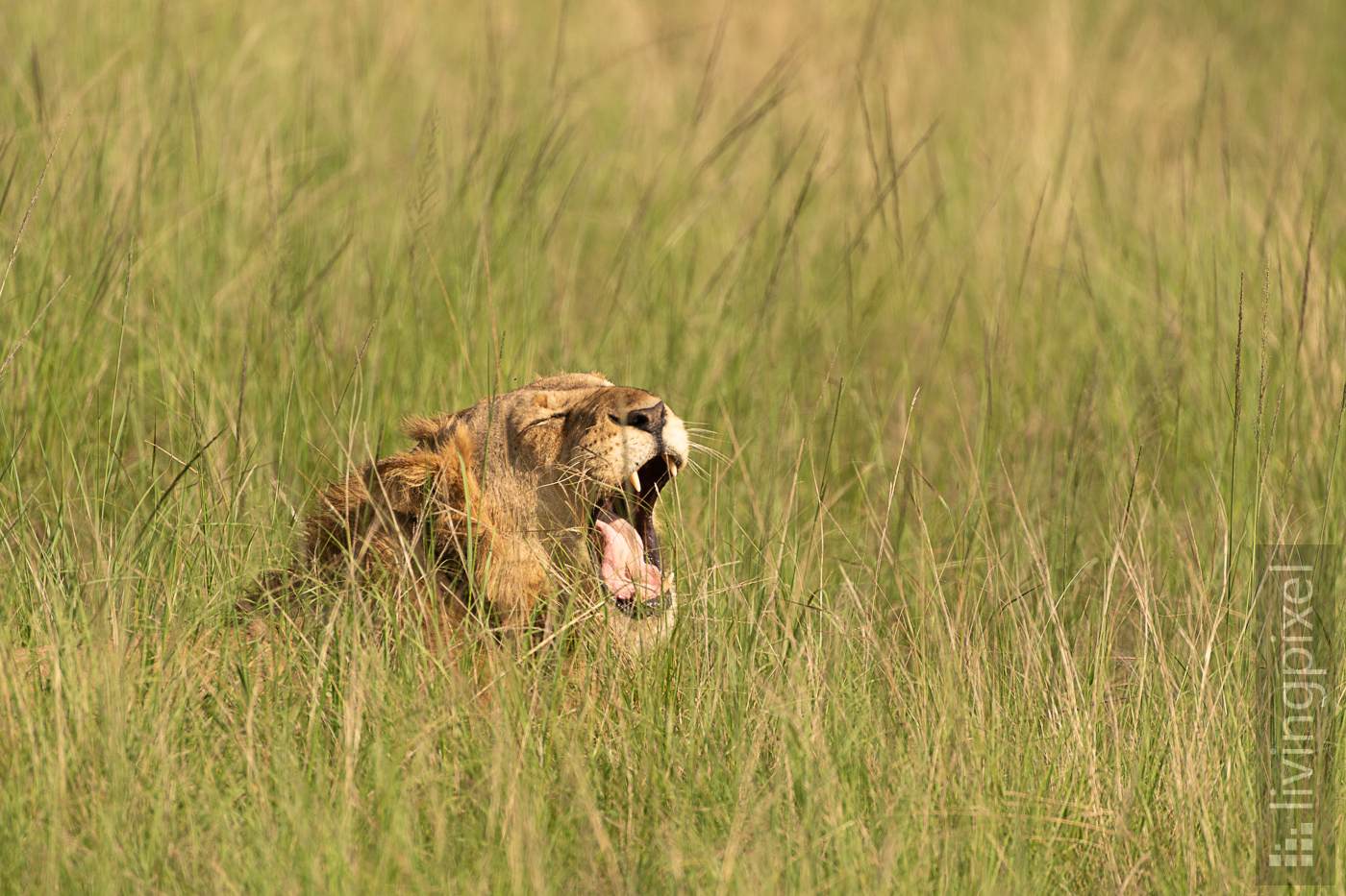 Löwe (Lion)