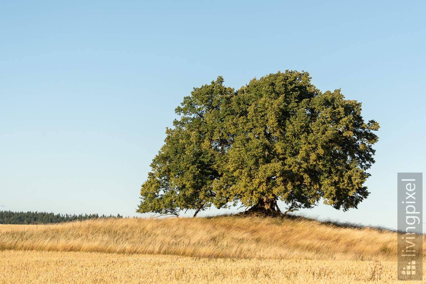 Unschuldslinde (Sommer)