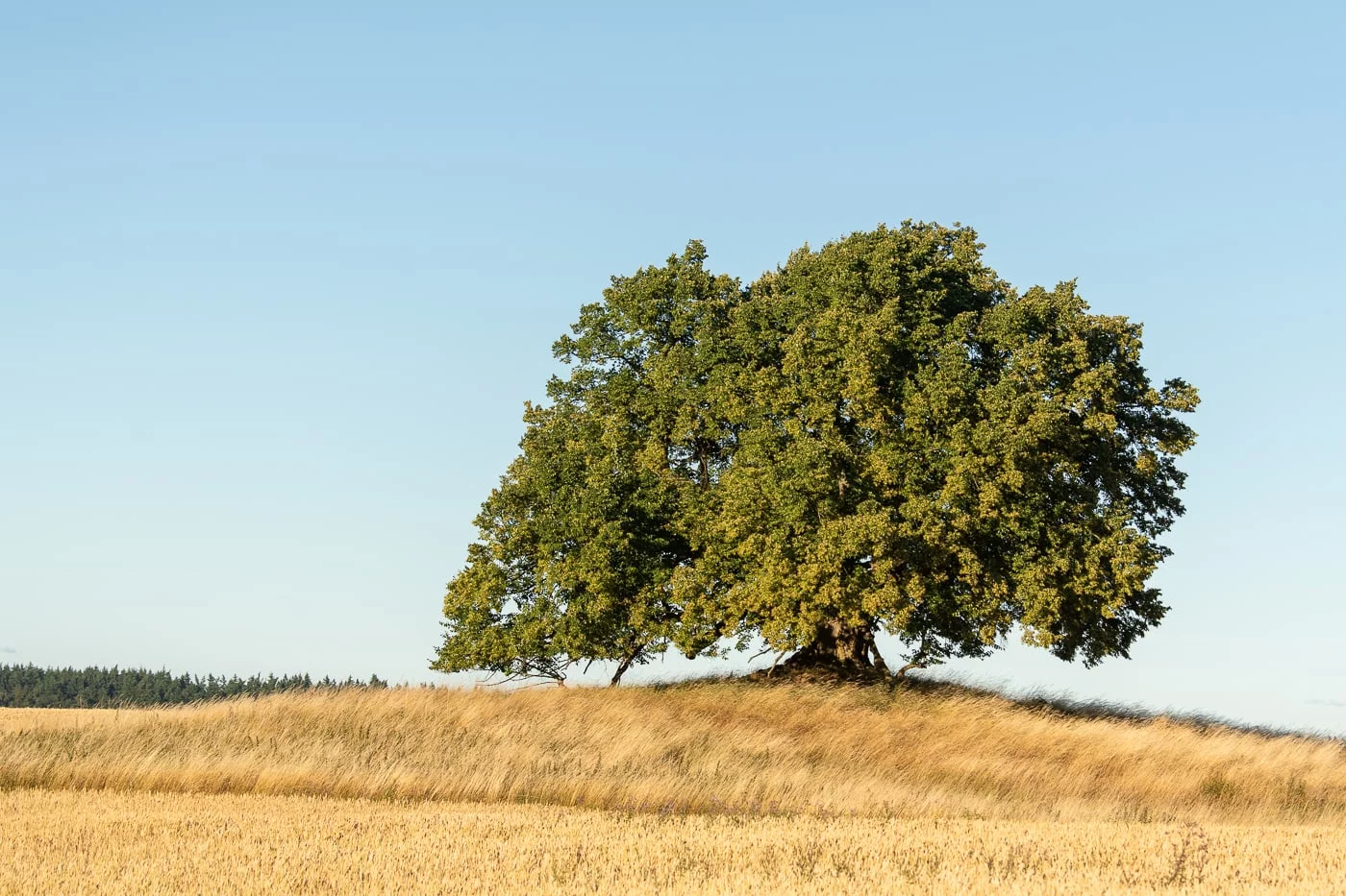 Unschuldslinde (Sommer)