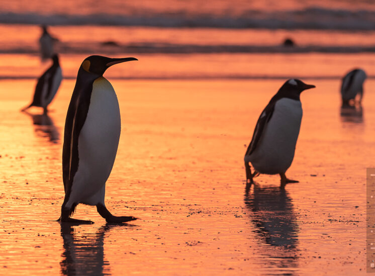 Königspinguin (King penguin)