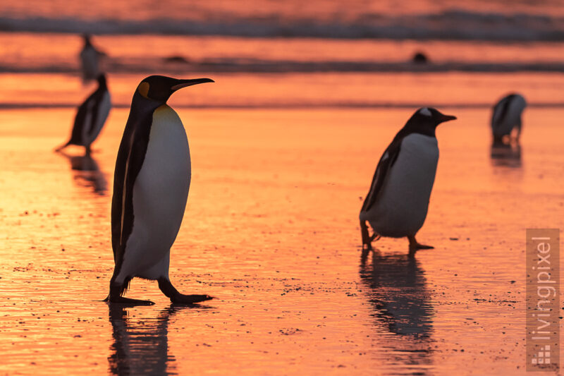 Königspinguin (King penguin)