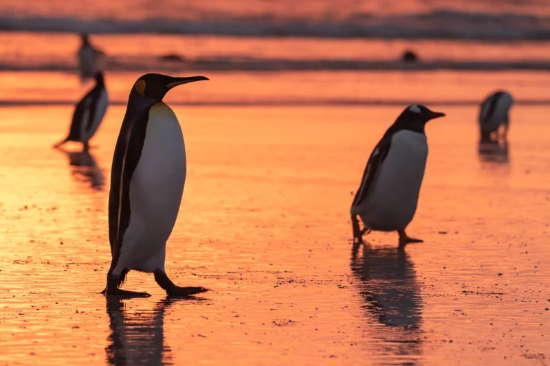 Königspinguin (King penguin)