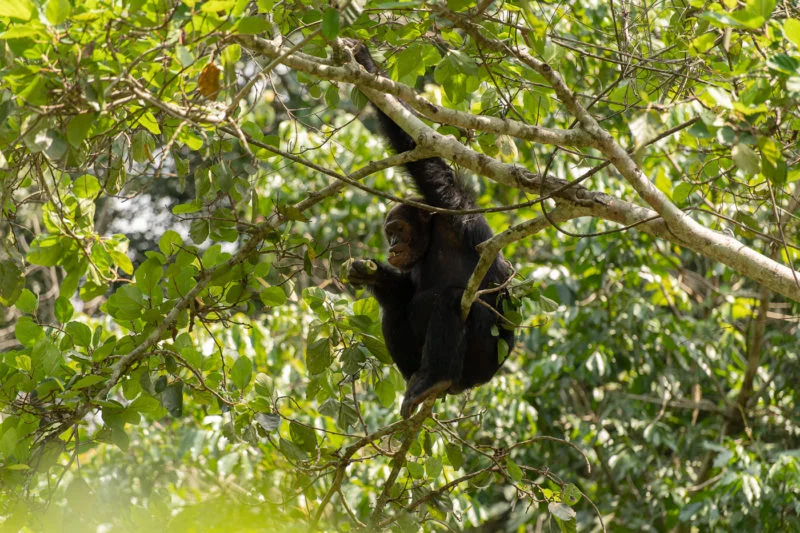 Schimpanse (Chimpanzee)
