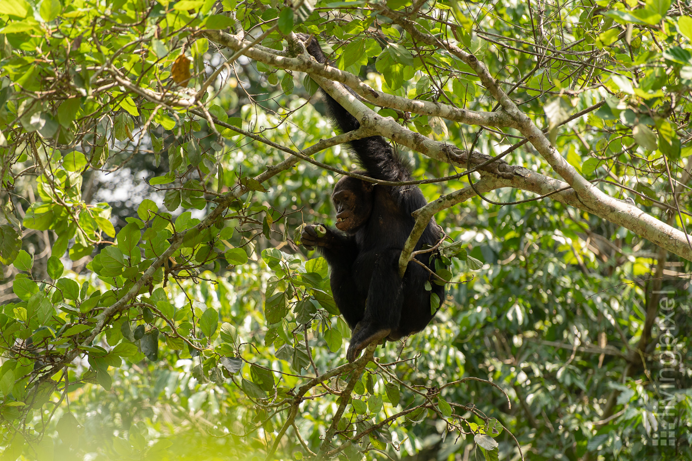 Schimpanse (Chimpanzee)