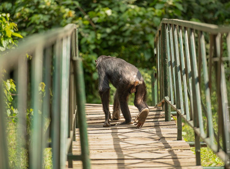 Schimpanse (Chimpanzee)