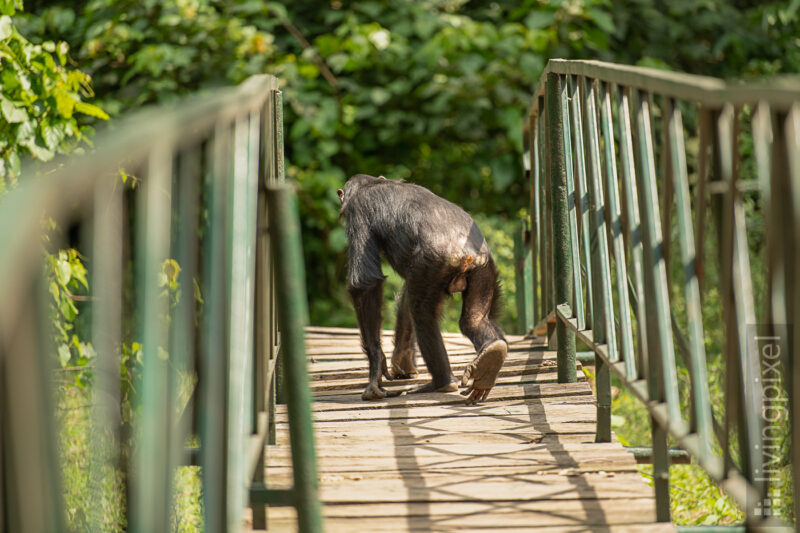 Schimpanse (Chimpanzee)